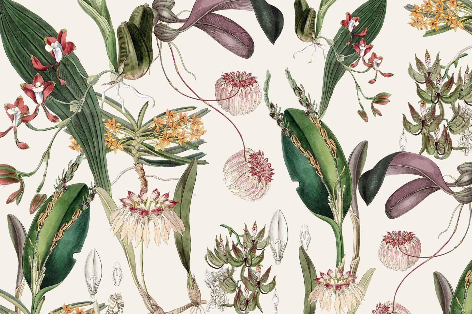 1920x1280 Botanical Art Wallpaper