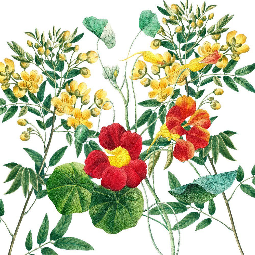 1000x1000 Vibrant Botanical Blooms”