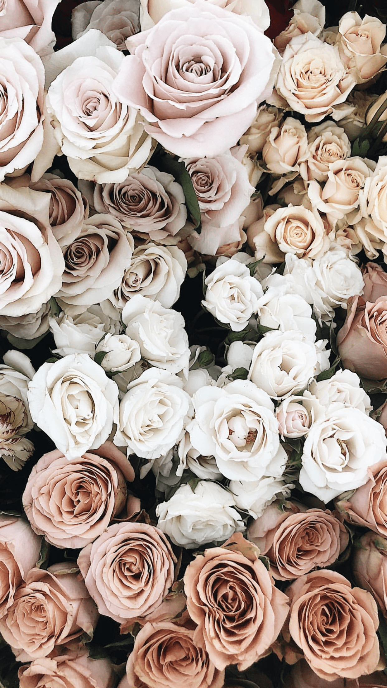 1242x2208 Wedding Aesthetic Wallpaper