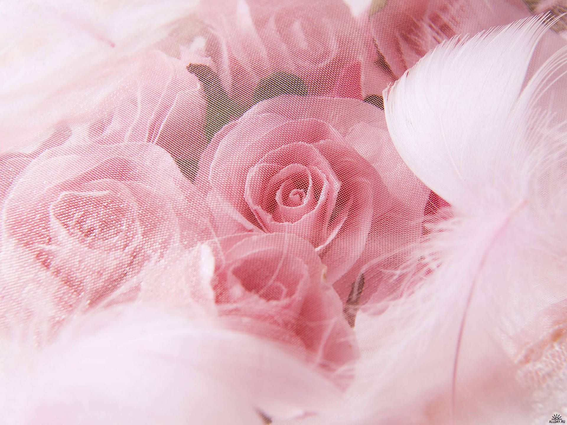 1920x1440 Download Wedding Aesthetic Pink Rose Wallpaper
