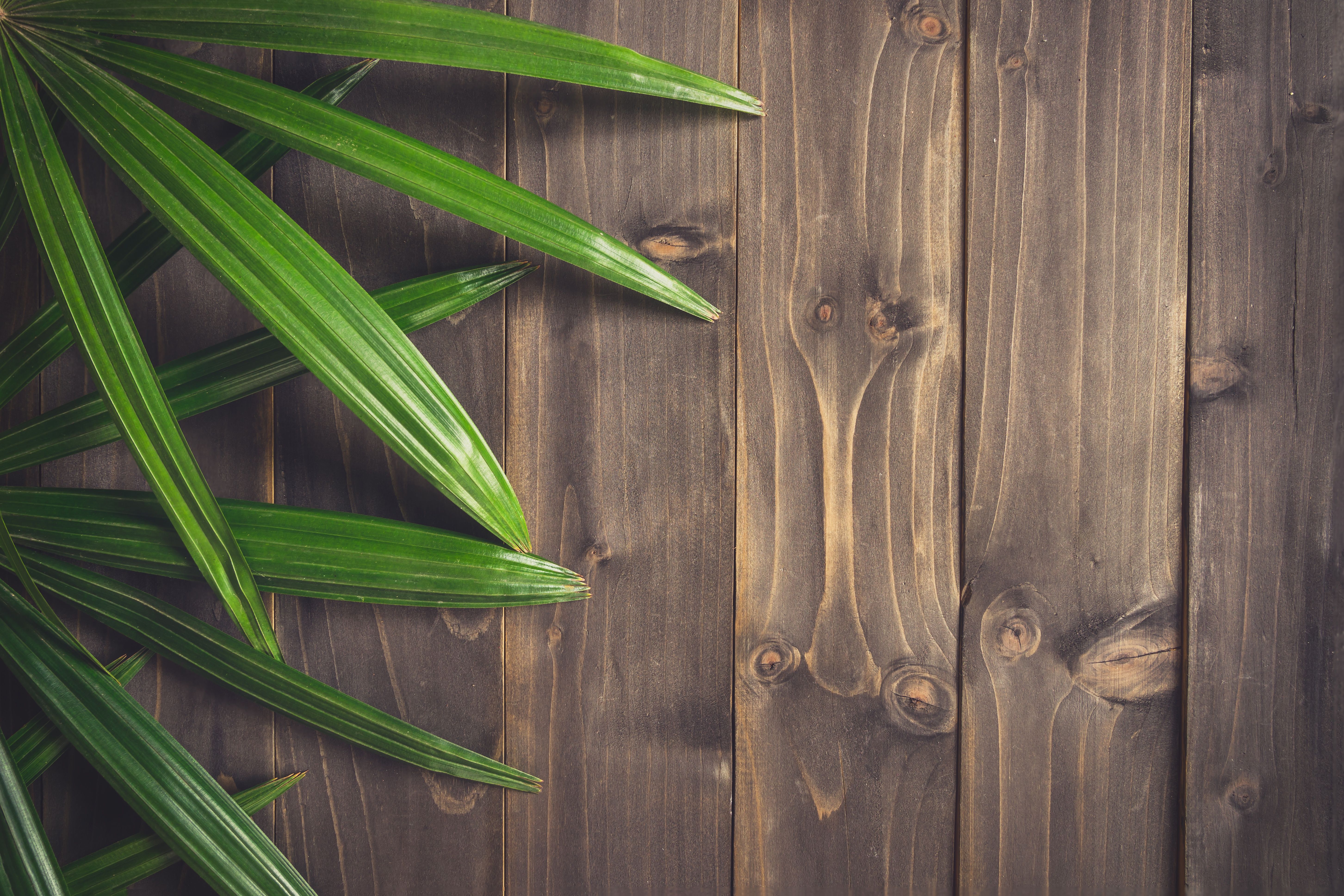 5810x3874 Wallpaper leaves, trees, background, Board, wood, texture, leaves for mobile and desktop, section текстуры, resolution 5810x3874