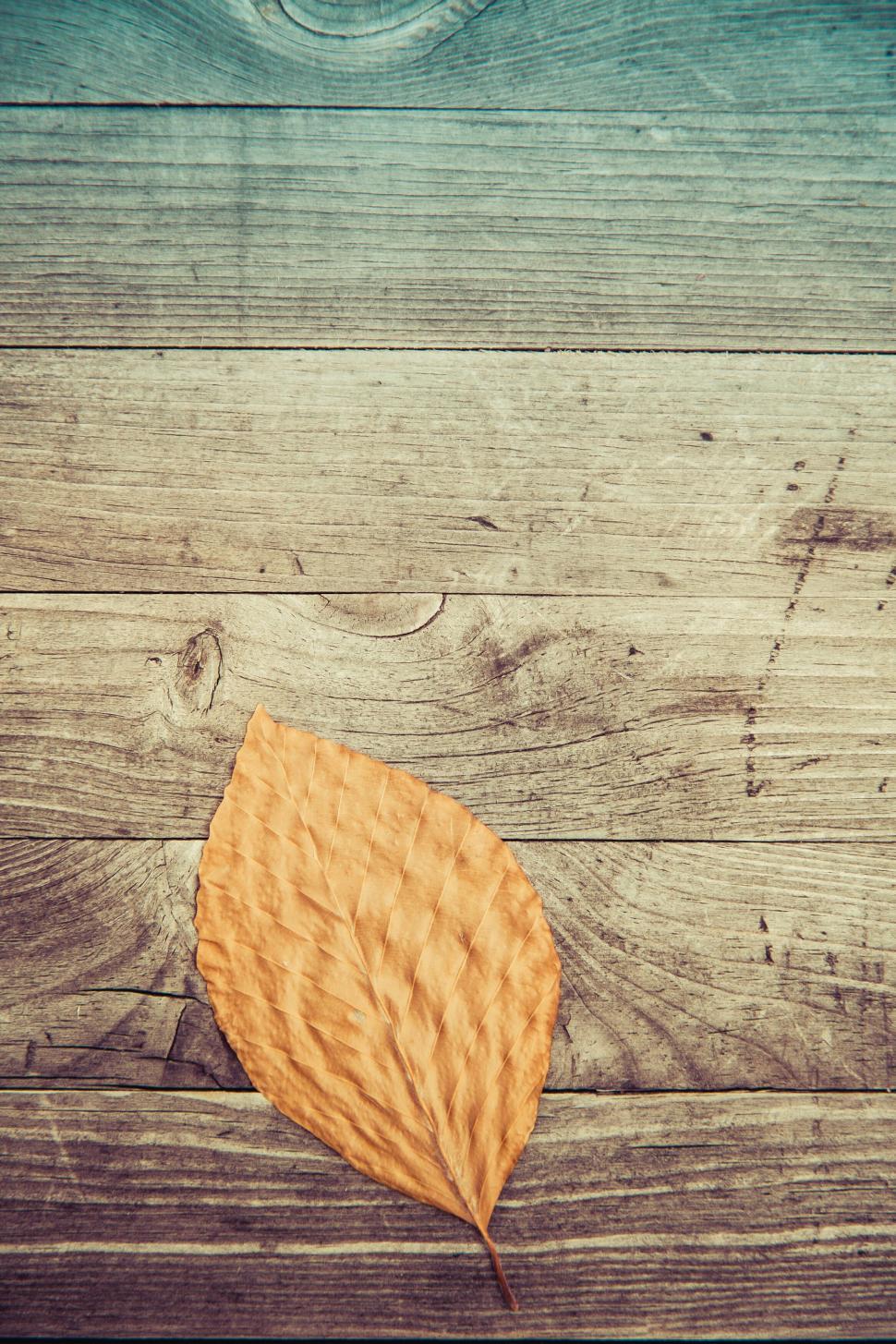 970x1455 Free of Dry autumn leaf on weathered wooden background. Download Free Image and Free Illustrations