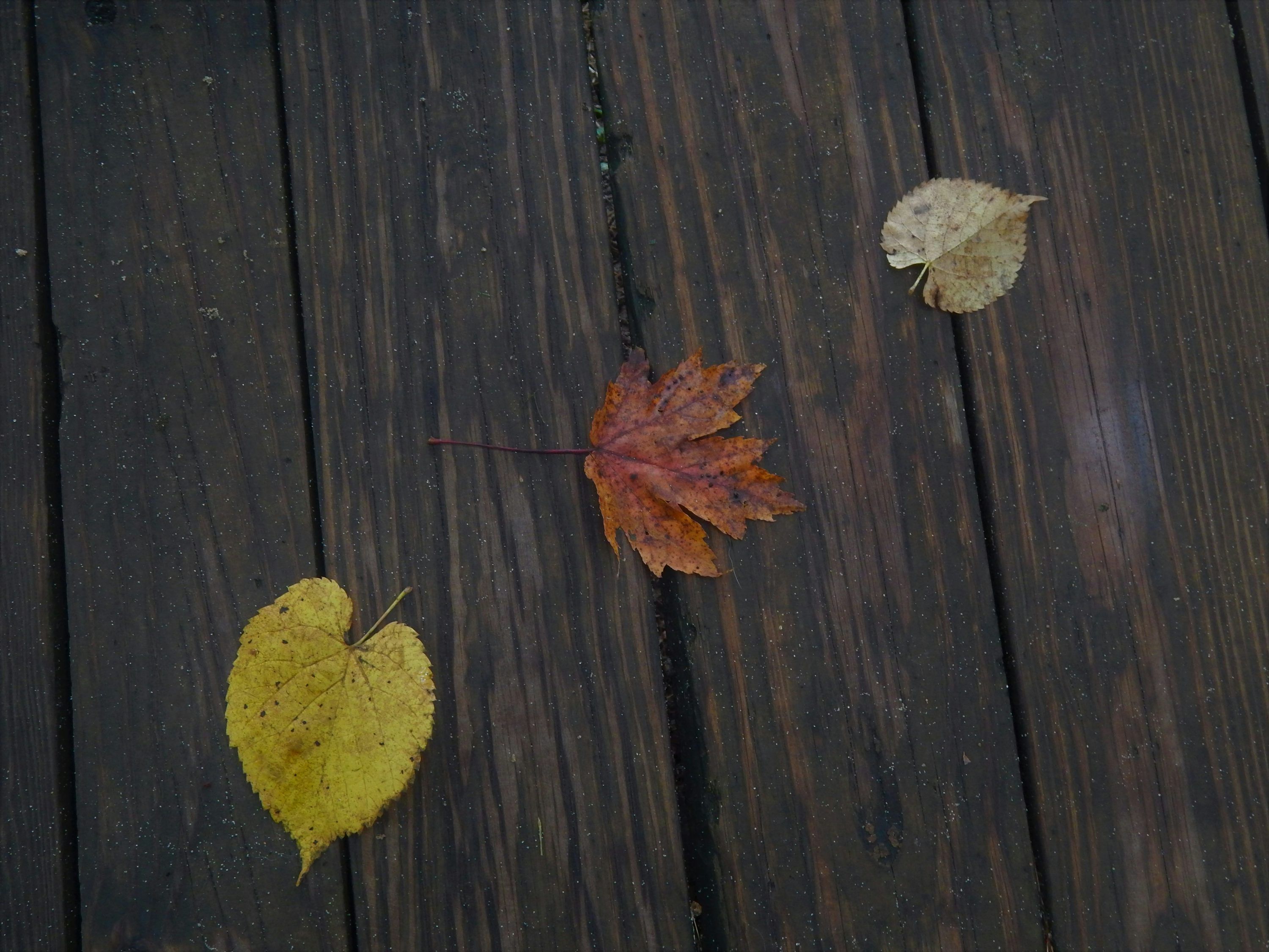 3000x2250 A group of leaves on a wood surface photo