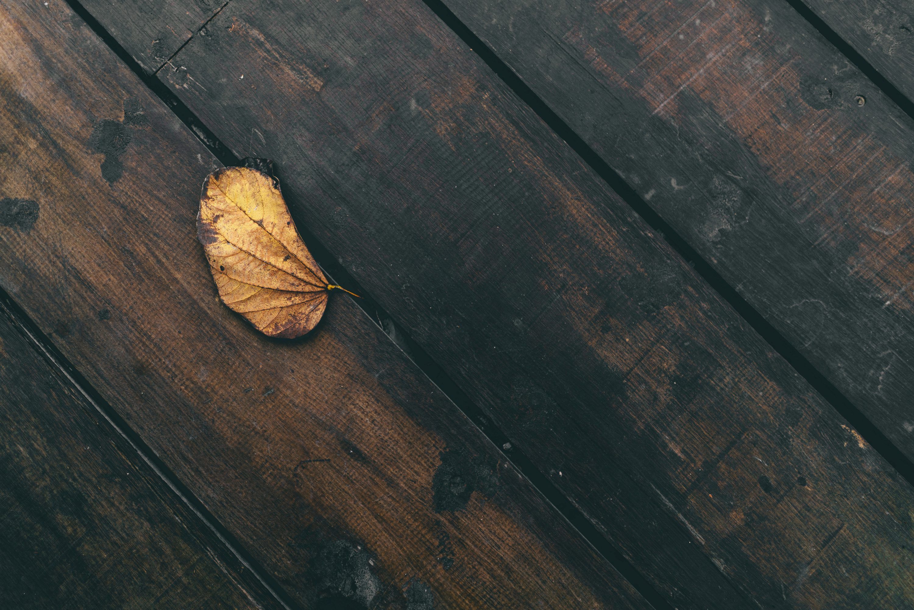 3000x2001 Dried leaf on on plank photo