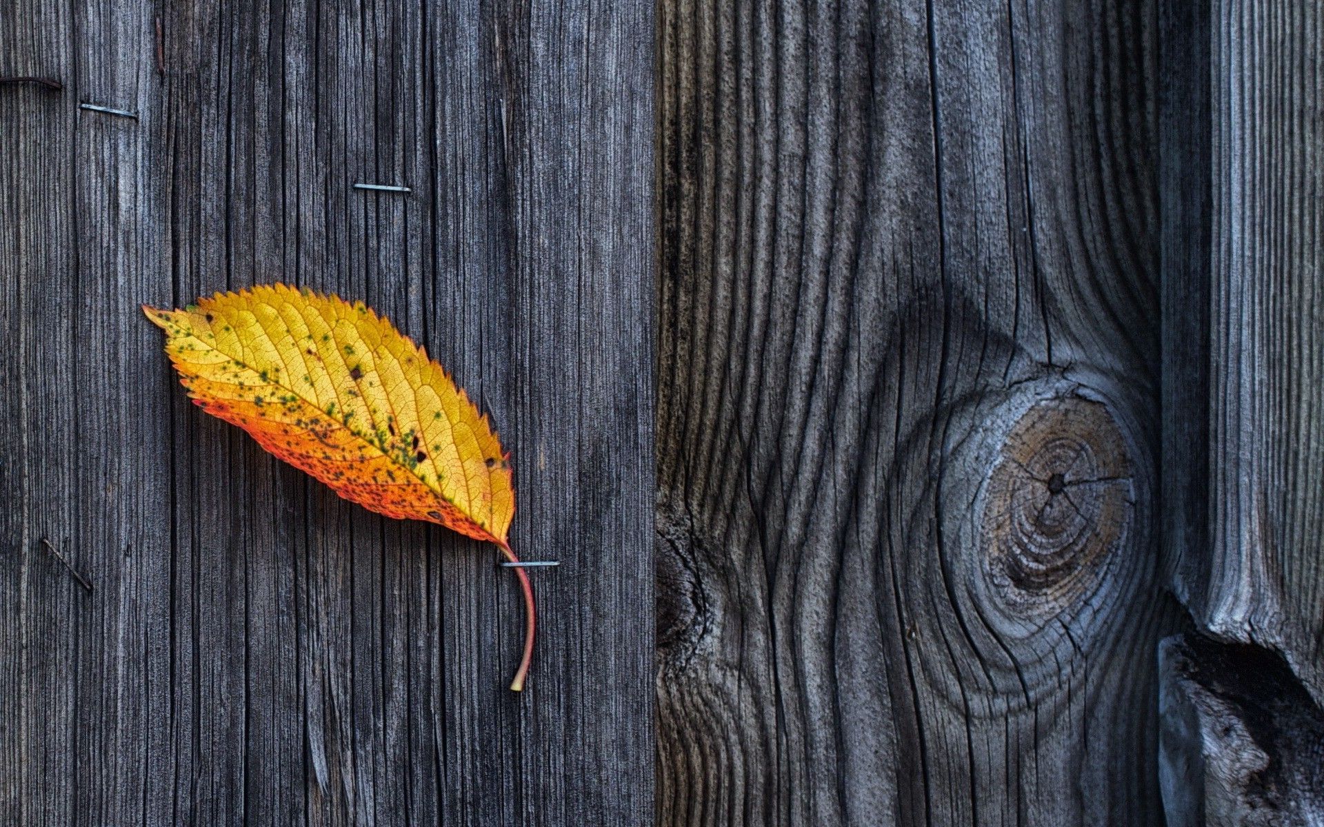 1920x1200 nature, Wooden Surface, Wood, Texture, Pattern, Fall, Leaves Wallpaper HD / Desktop and Mobile Background