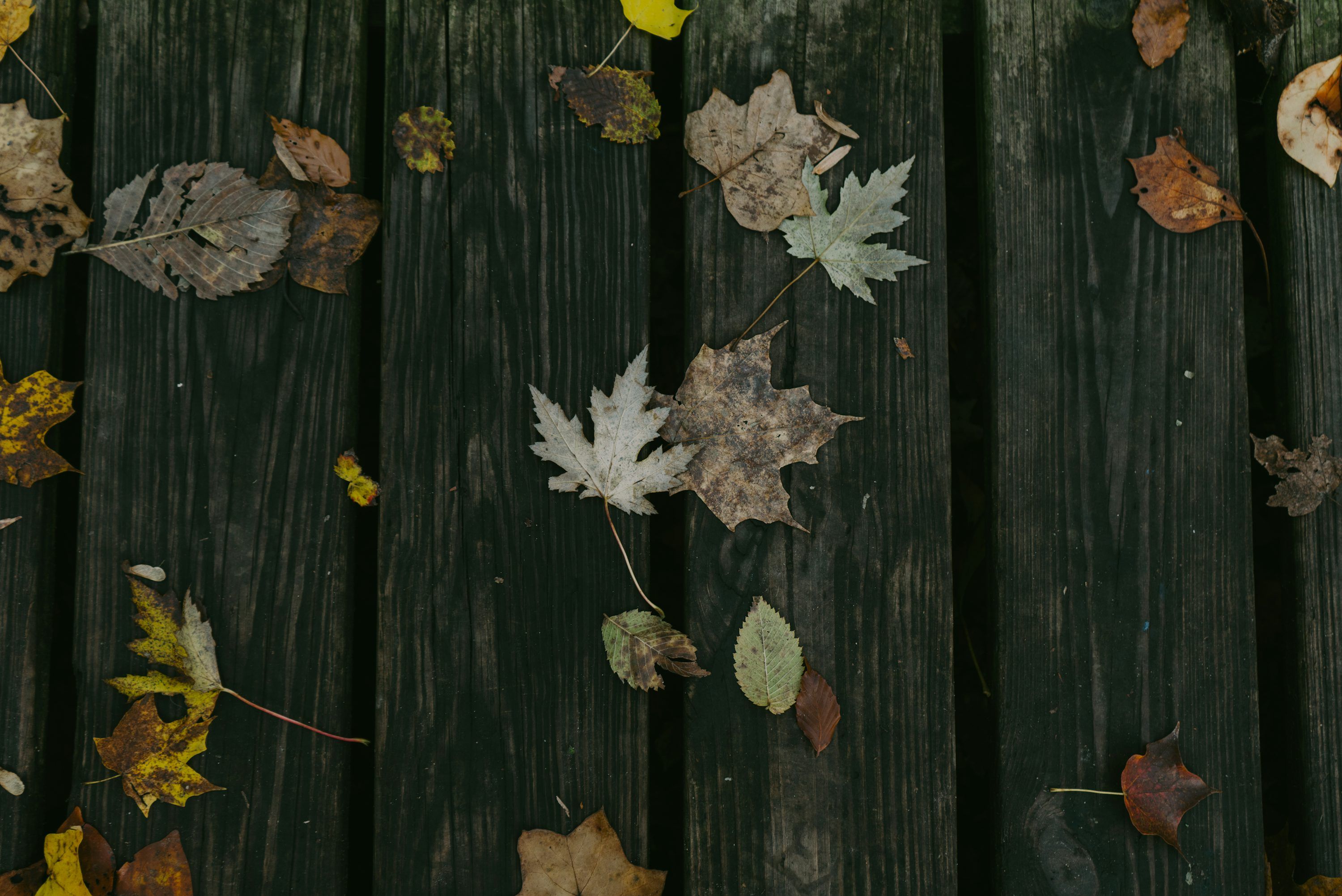 3000x2003 Maple leaves on brown wooden board photo