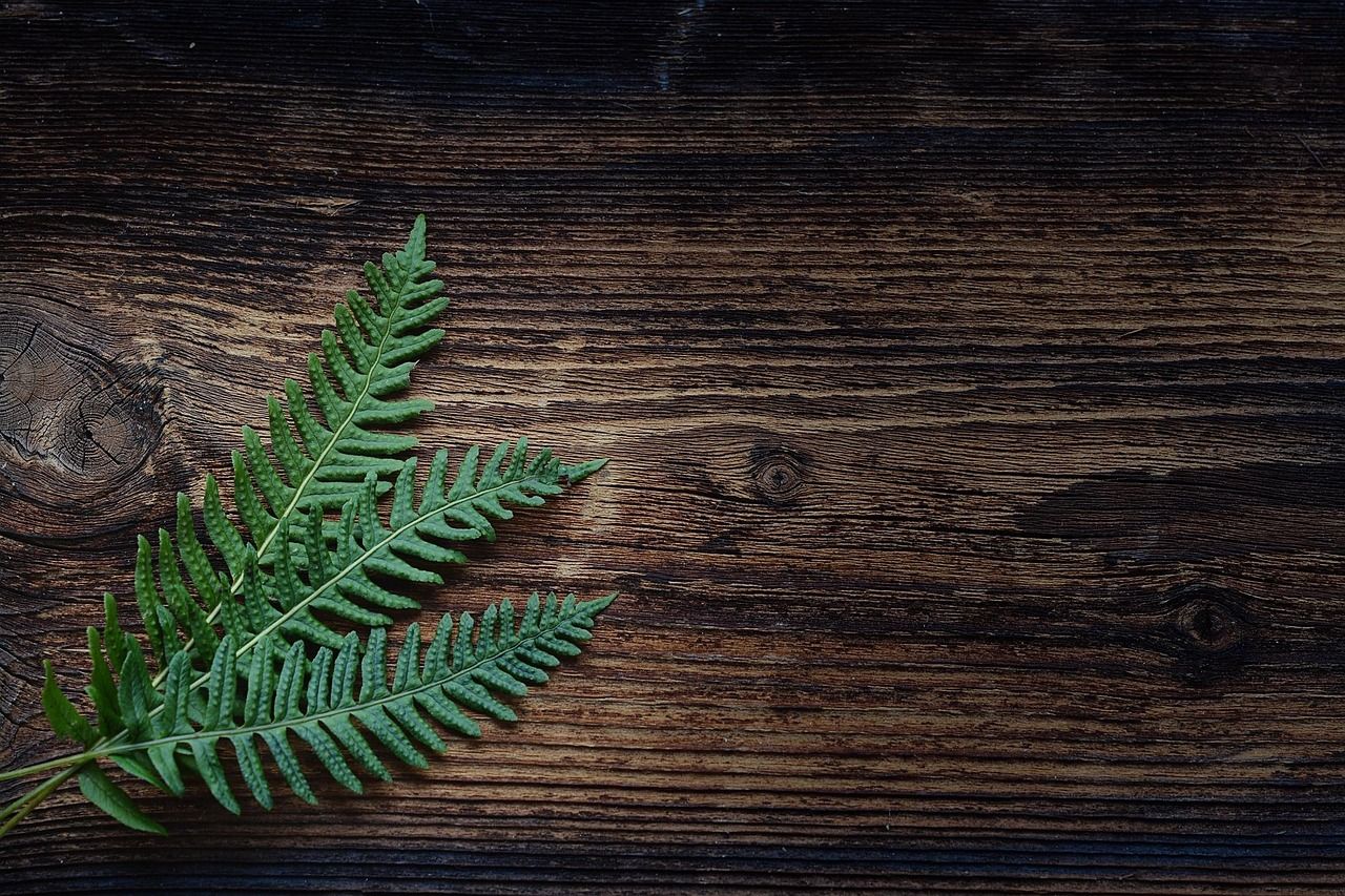 1280x853 Free Wood Leaf & Nature Image