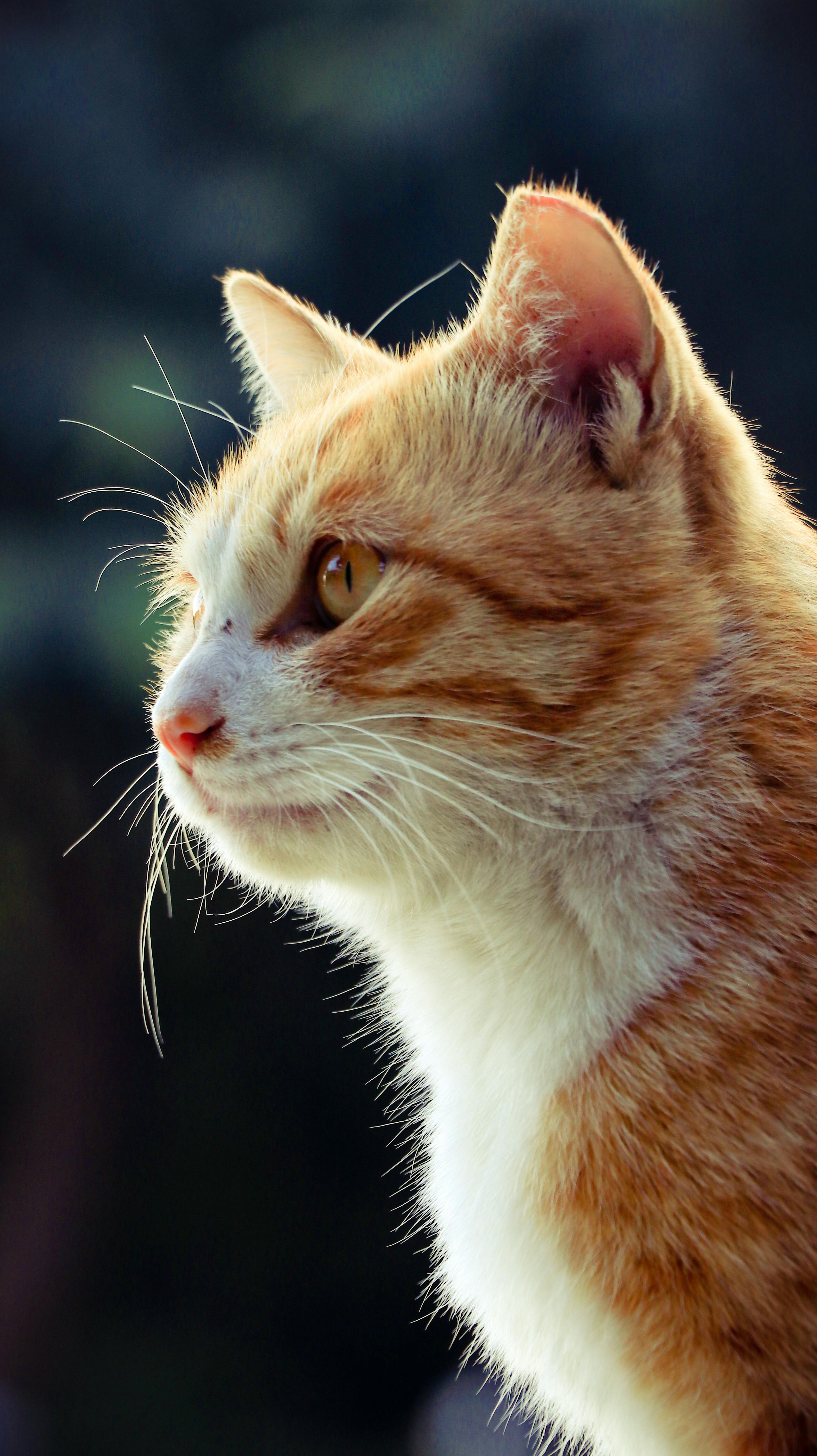 3368x6000 Close Up Of An Orange Tabby Cat In Sunlight · Free
