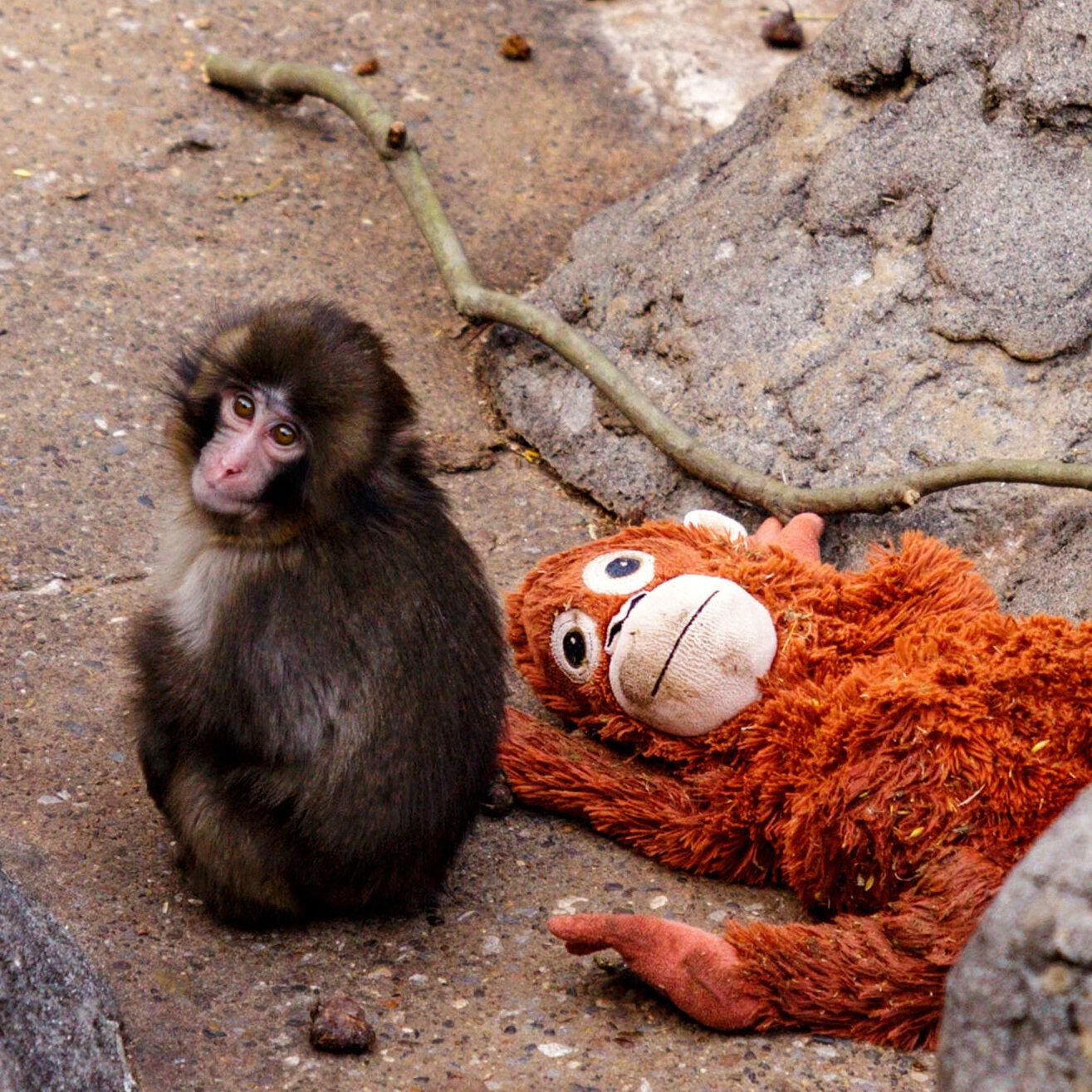 1315x1315 Fans Cheer on Lonely Baby Monkey at Japanese Zoo