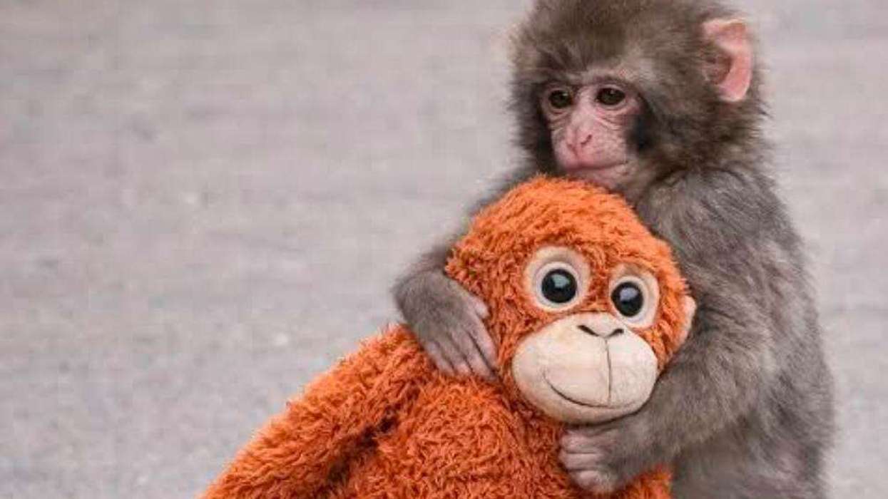 1245x700 Punch the Baby Monkey” Toy Sells Out Worldwide