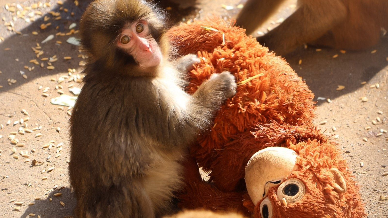 1600x900 Punch The Sad Monkey Is Capturing Hearts Worldwide
