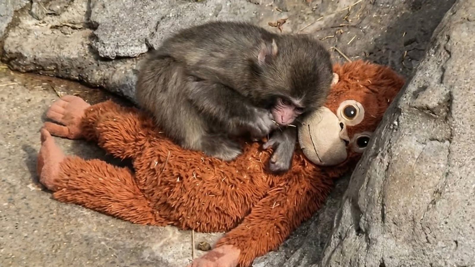 1600x900 Why is Punch the Monkey so famous?