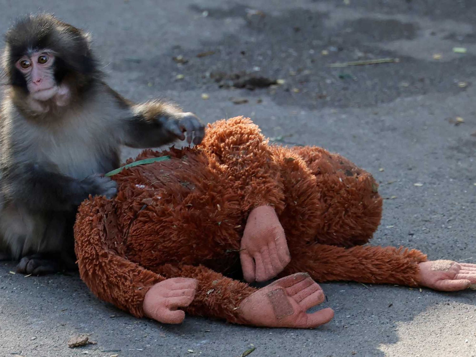 2000x1500 Punch the monkey has just learned this adorable trick people can't cope