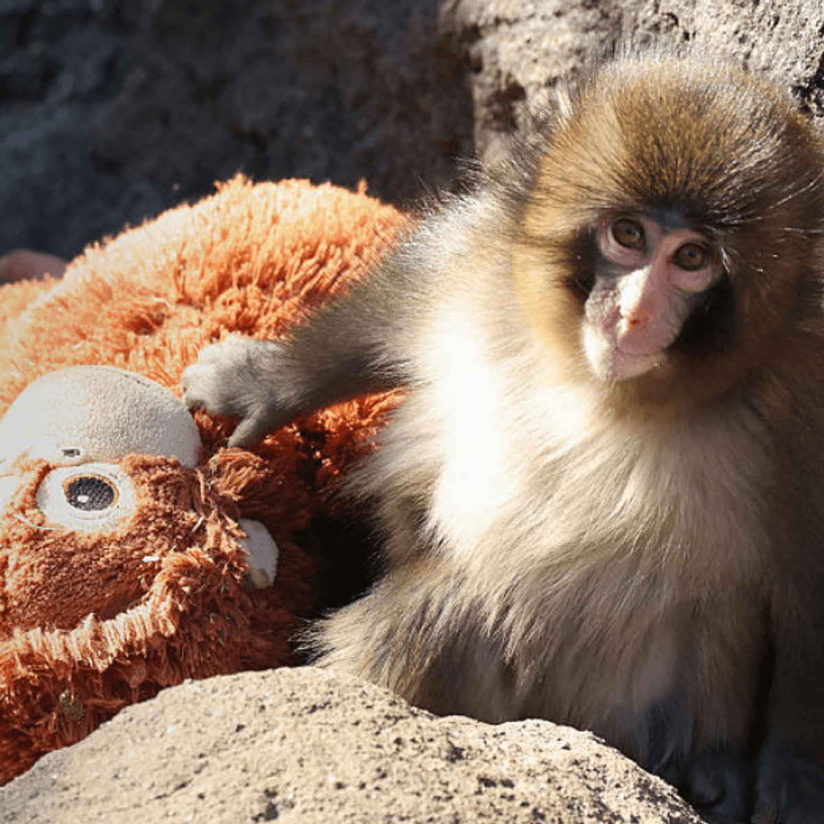 1200x1200 Japanese Zoo Says Punch The Monkey Isn't 'Being Bullied'