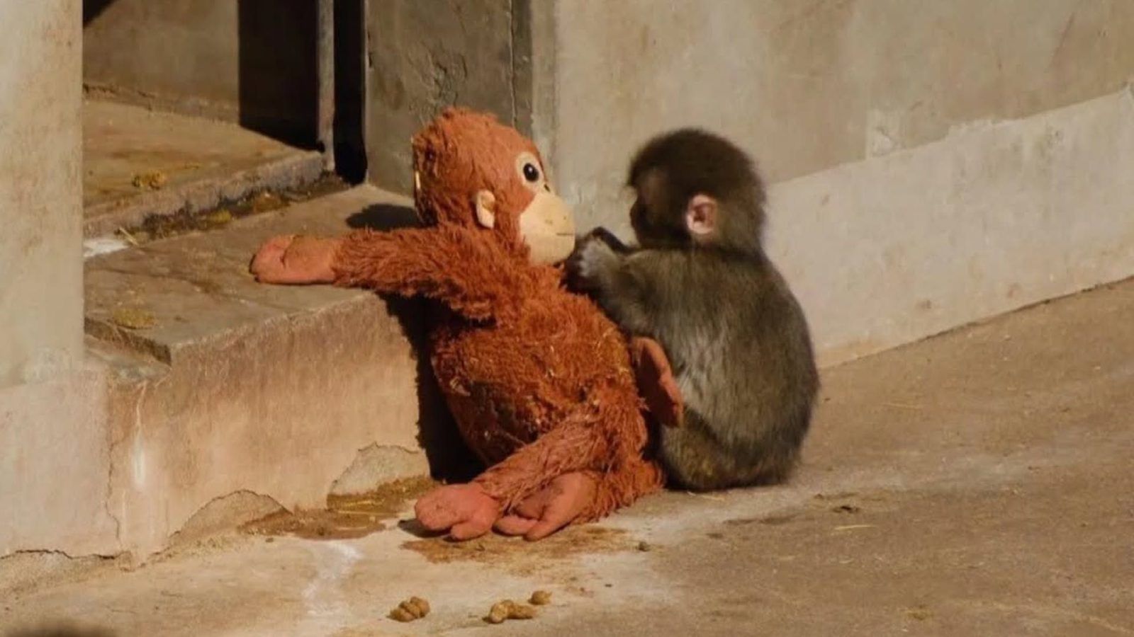 1600x900 Viral baby monkey Punch: The emotional story breaking the internet
