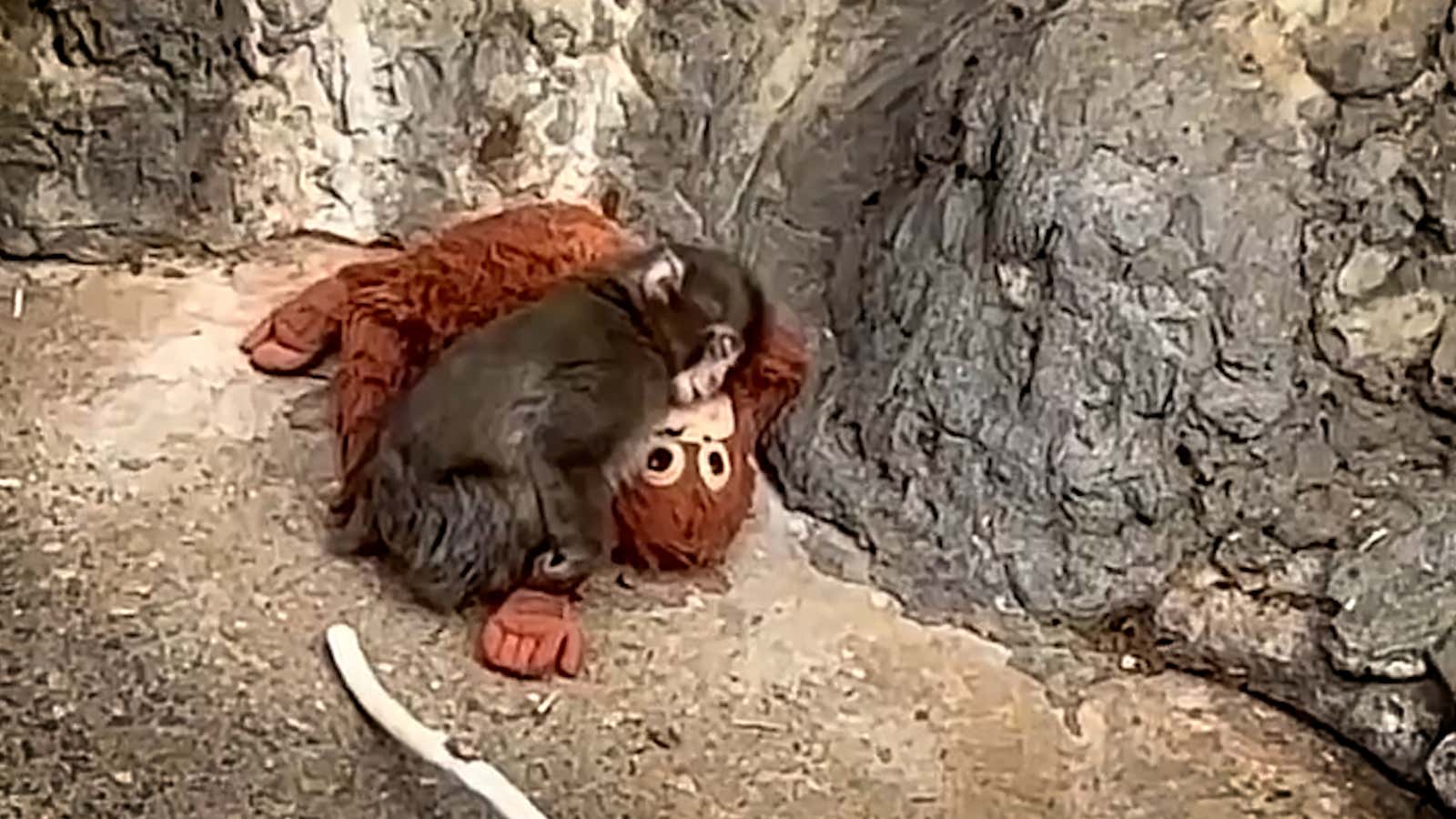 1600x900 Punch The Monkey Learns How To Shelter From The Rain