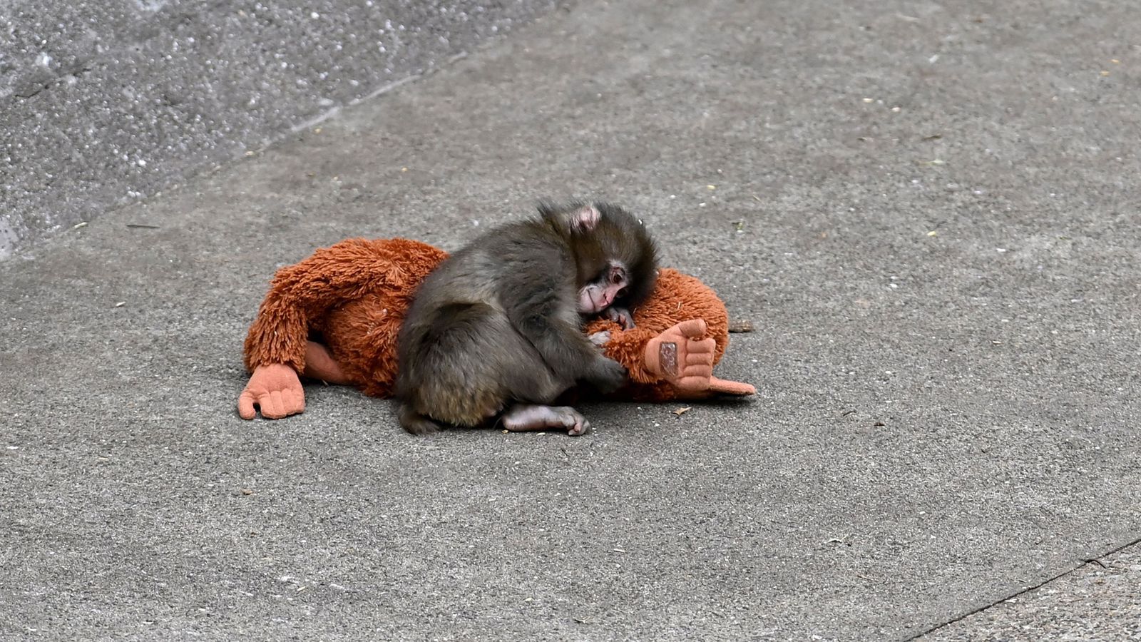 1600x900 How Punch the Monkey Became the Internet's Latest Obsession