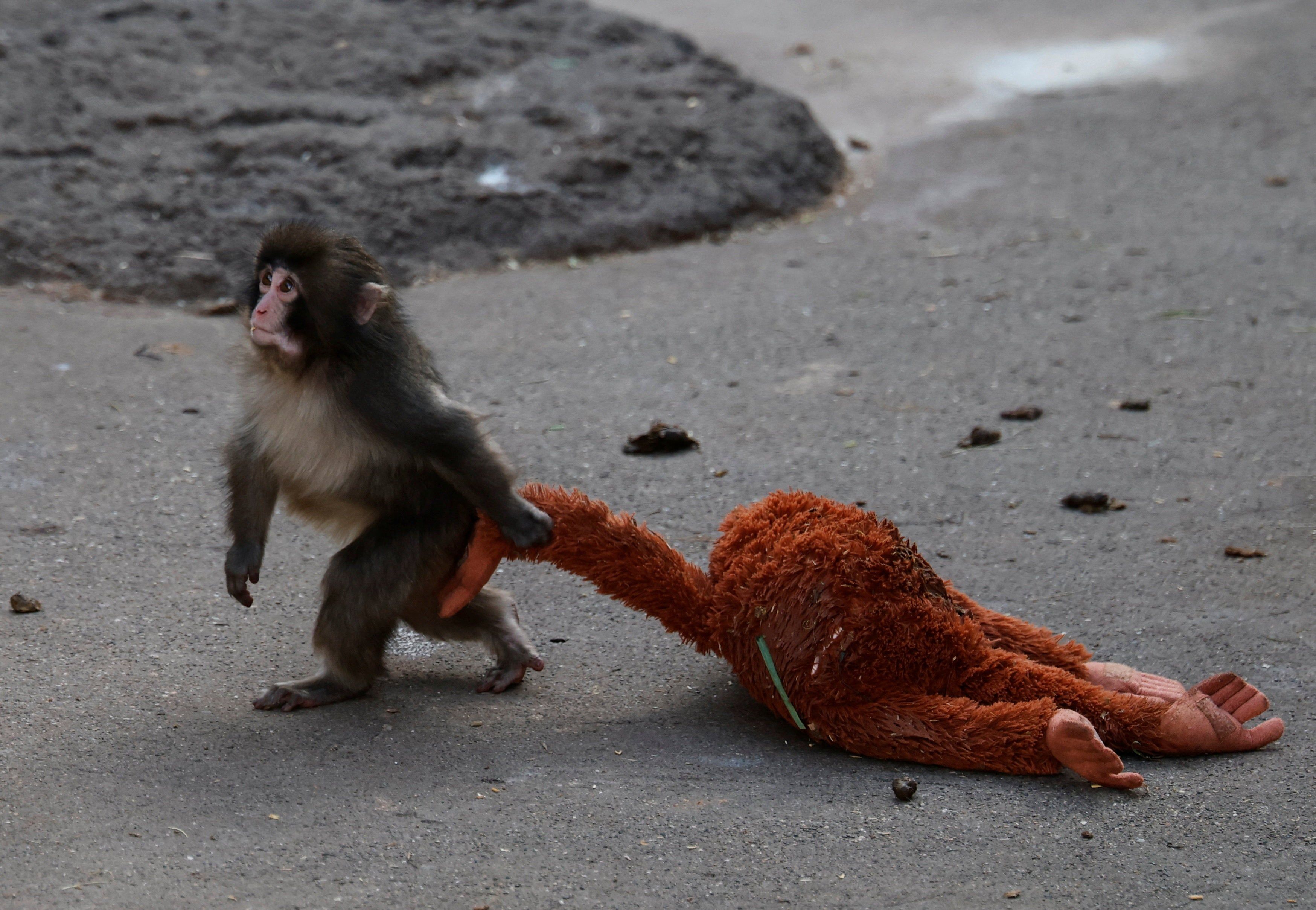 3496x2418 Internet falls for baby monkey Punch who clung to a plush toy after his mother abandoned him