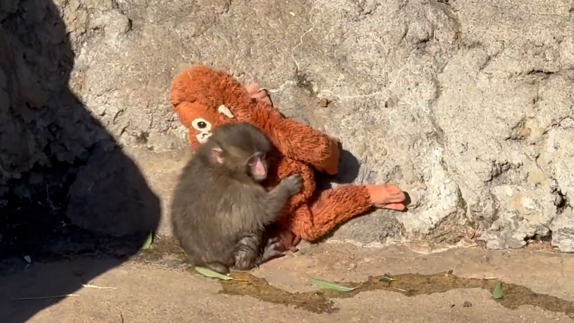 1920x1080 Where to Find Punch the Monkey Hiding in Roku Screen Savers