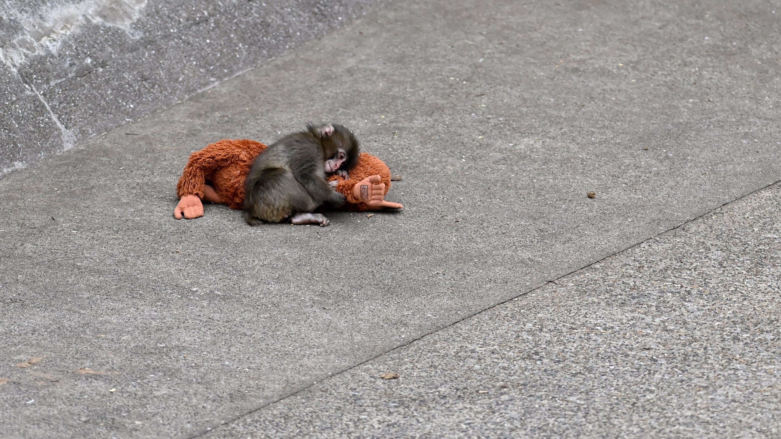 2560x1440 Has Colorado ever had its own 'Punch' the viral monkey?