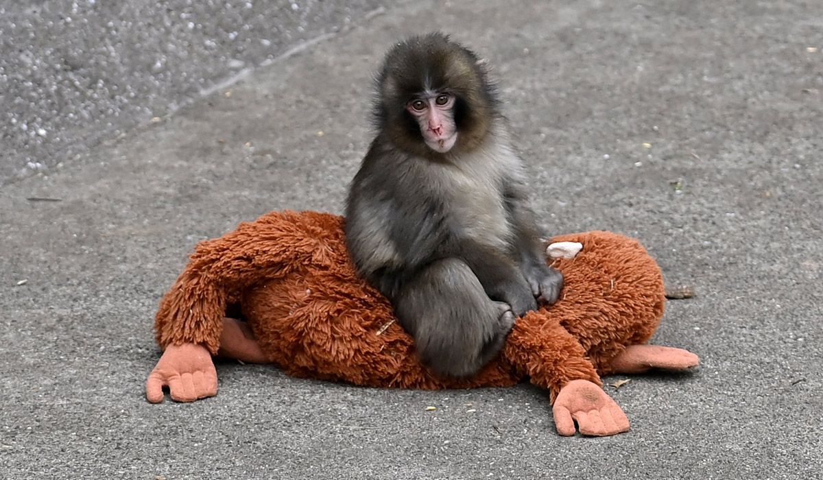 1200x700 Who is Punch the monkey? tragic tale of the outcast baby macaque