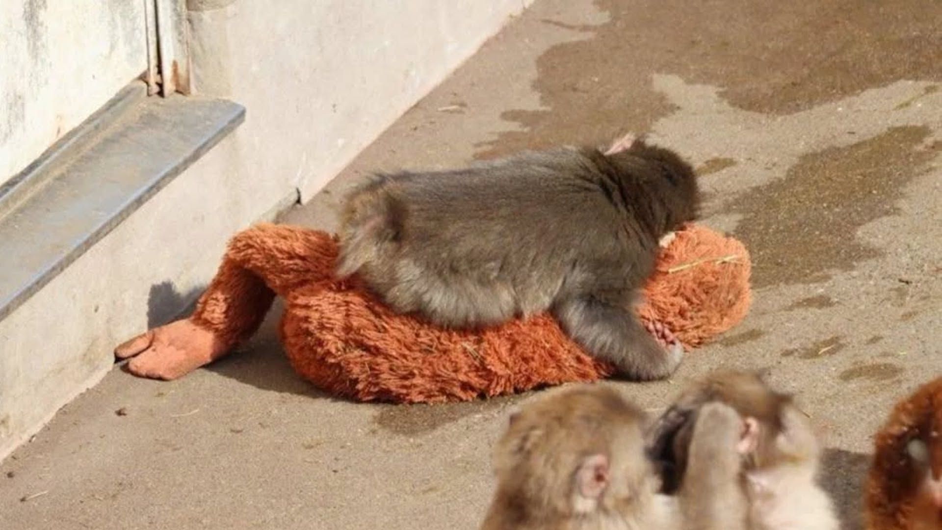 1920x1080 Everything to Know About the Viral Baby Monkey Punch in Ishikawa Zoo
