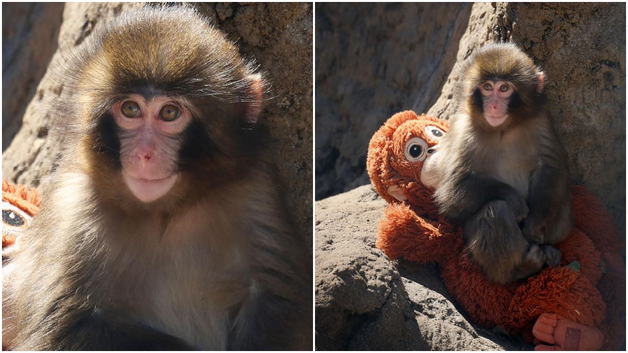 1280x720 Who is Punch the monkey? How this viral baby monkey is finding solace in his stuffed orangutan