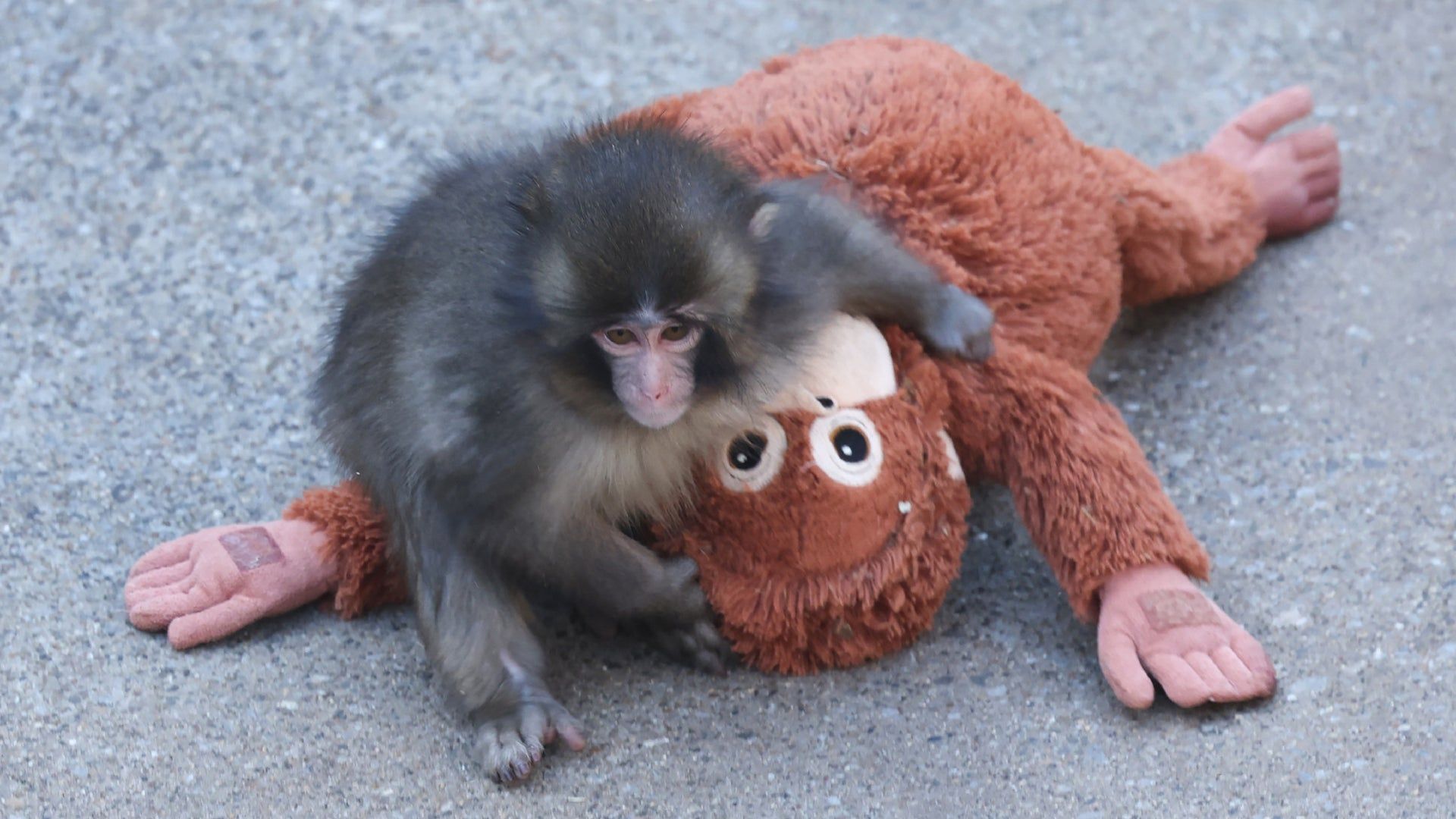 1920x1080 Punch The Monkey And His Plushie Re Create A Famous Psychological Experiment