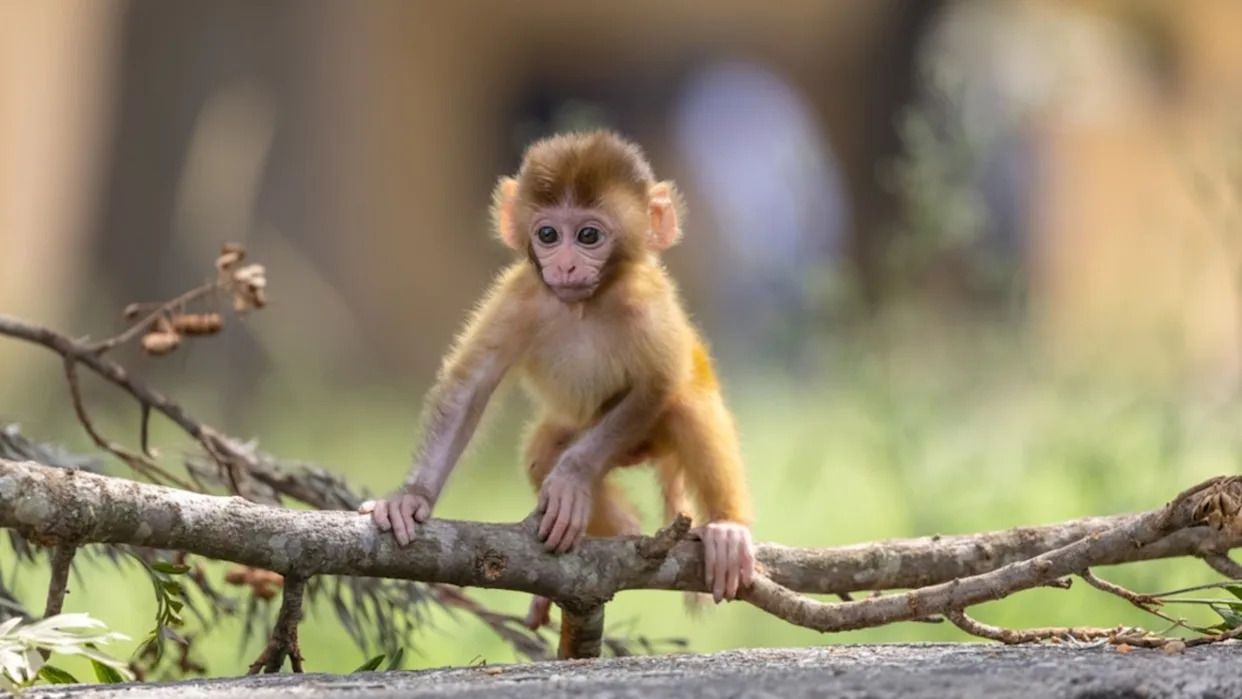 1242x699 Punch the Baby Monkey Refuses to Leave His Zookeeper Bestie and Our Hearts Are Bursting