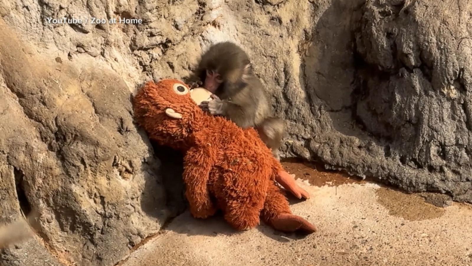 1600x900 Meet Punch the monkey Morning America