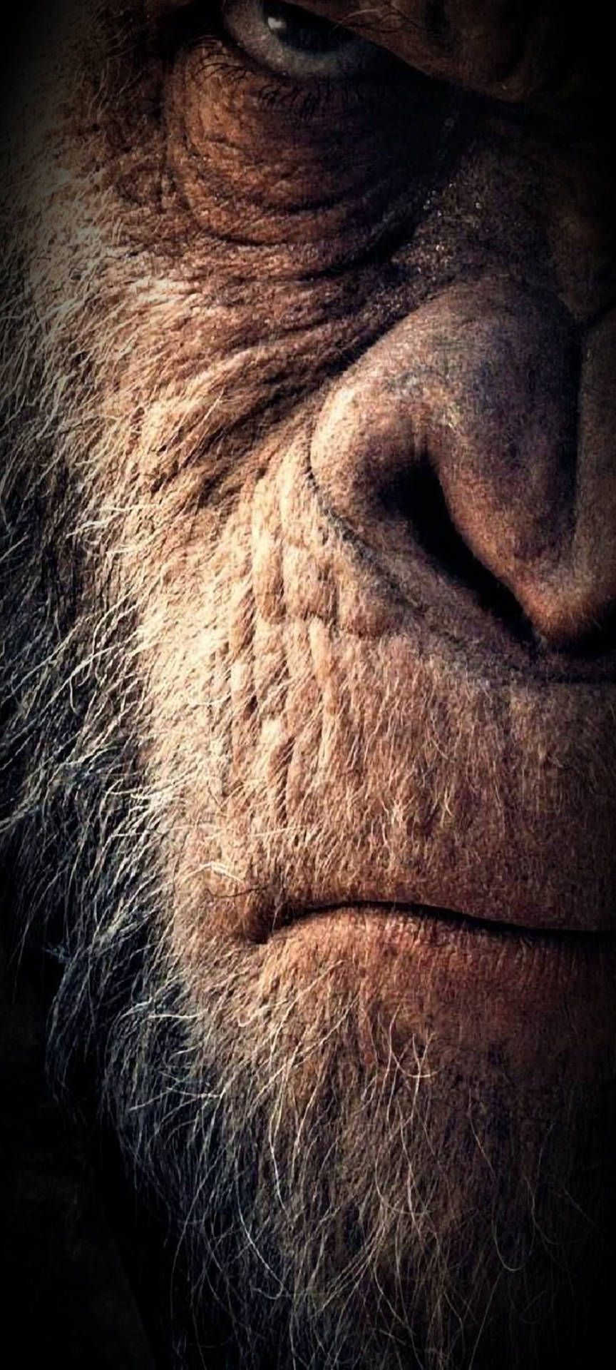 864x1920 Download Gorilla Middle Punch Hole Wallpaper