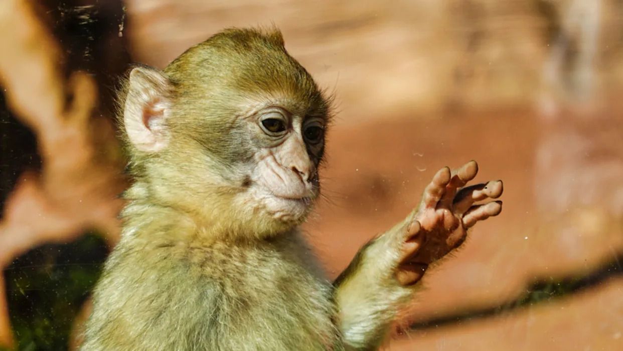 1242x699 Punch the Baby Monkey Is Now Waving at His Adoring Fans Like the King He Is