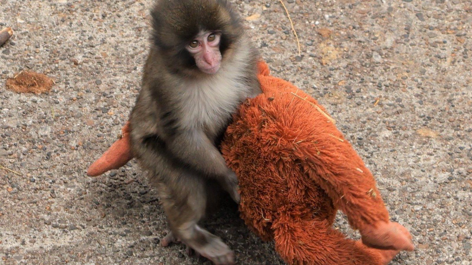1600x900 VIDEO) Punch The Monkey: Orphaned Baby Macaque Punch Kun Goes Viral At Japanese Zoo