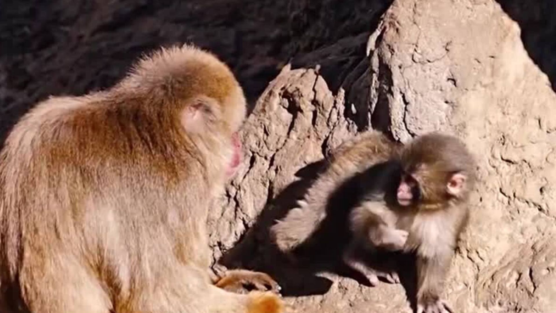 1920x1080 How 'Punch' the monkey became an internet sensation