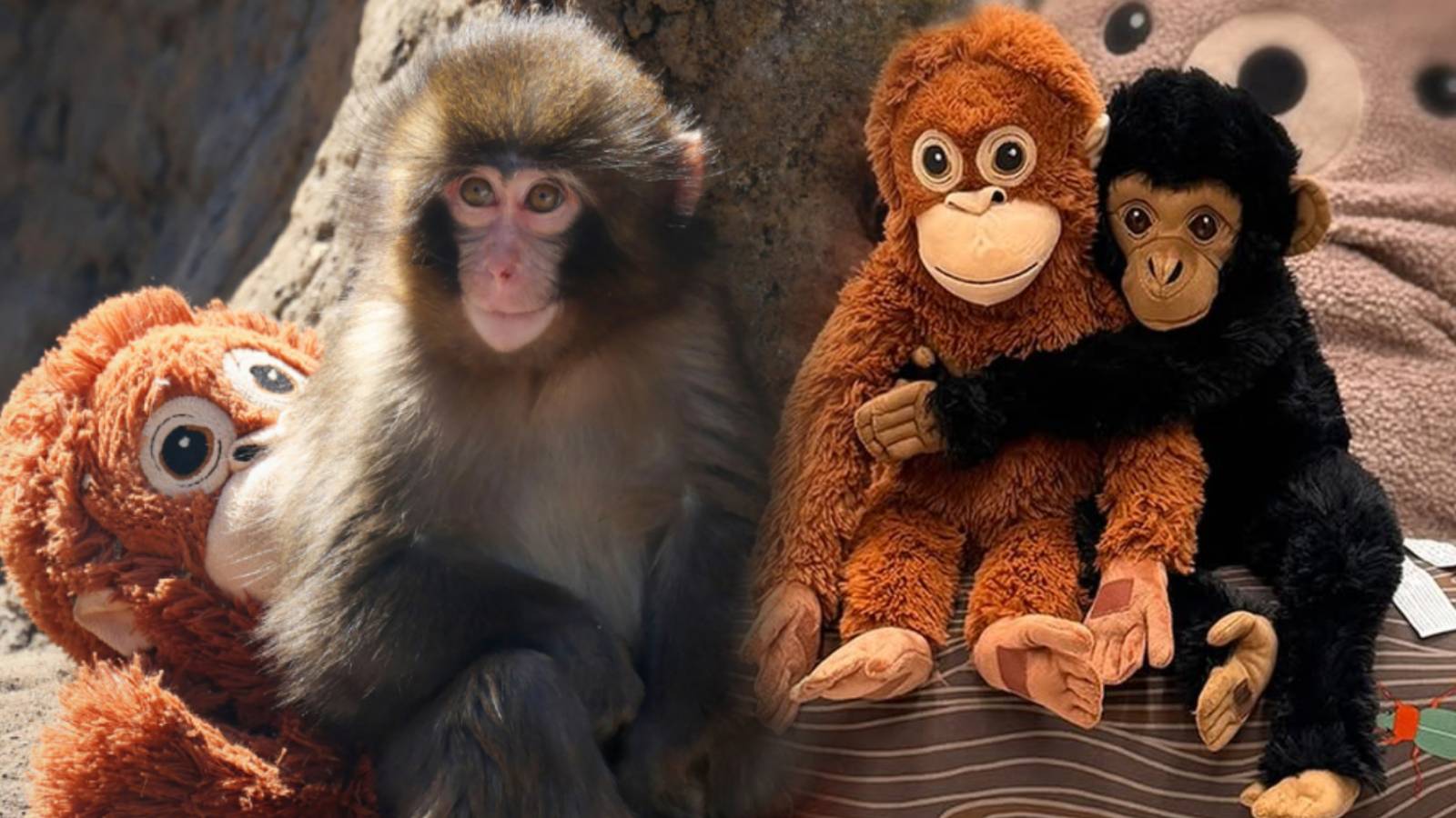 1600x900 How Punch the baby macaque turned an IKEA stuffed toy into a global sensation