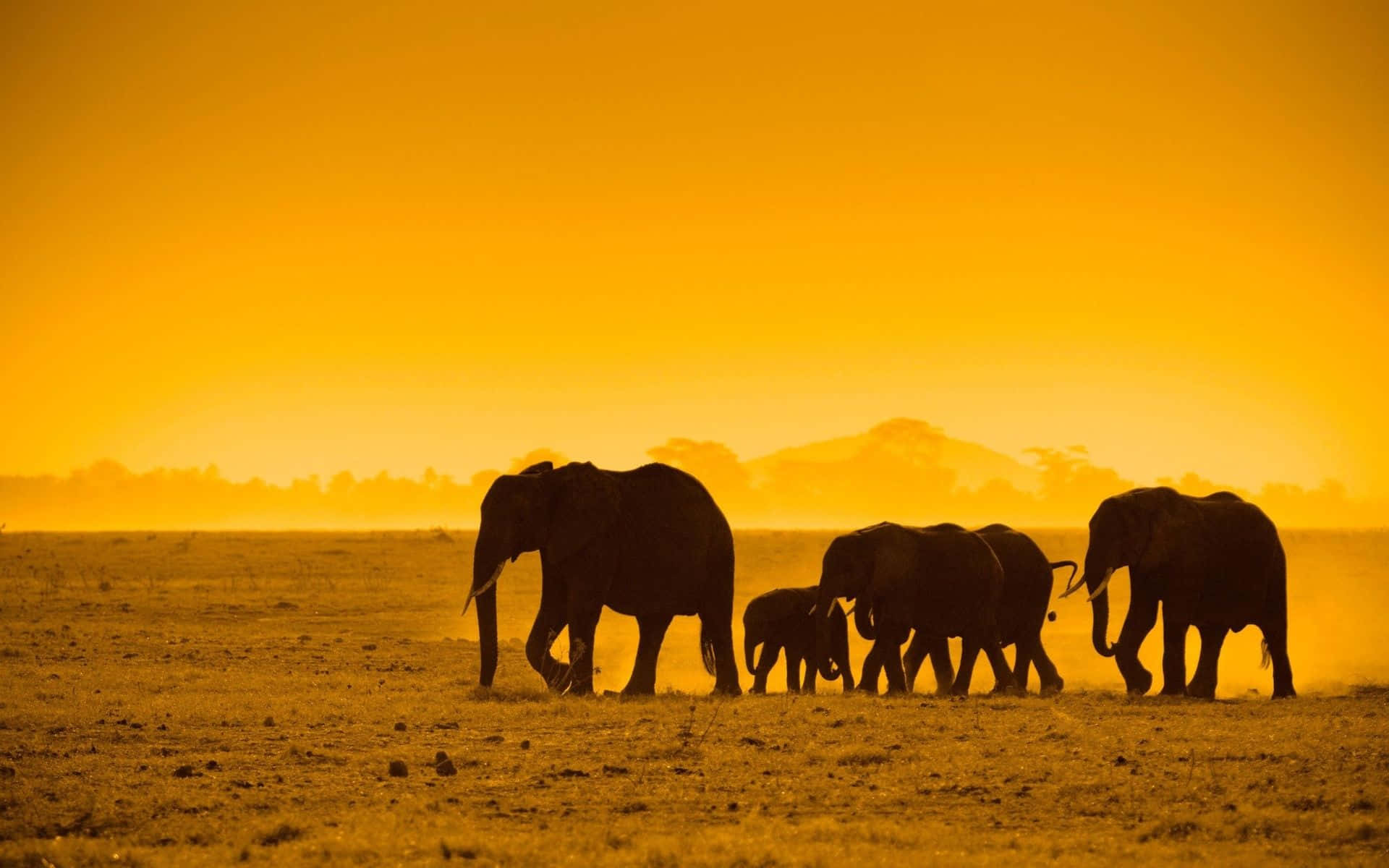 1920x1200 Safari Background