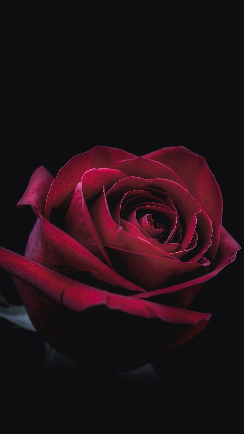 800x1422 Rose oled, flower, red, dark, HD phone wallpaper