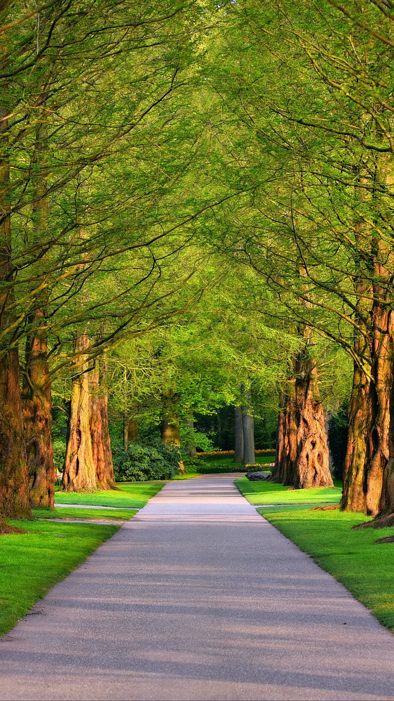800x1422 Forest, bonito, green, highway, love, natural, park, street, trees, walk, wild, HD phone wallpaper
