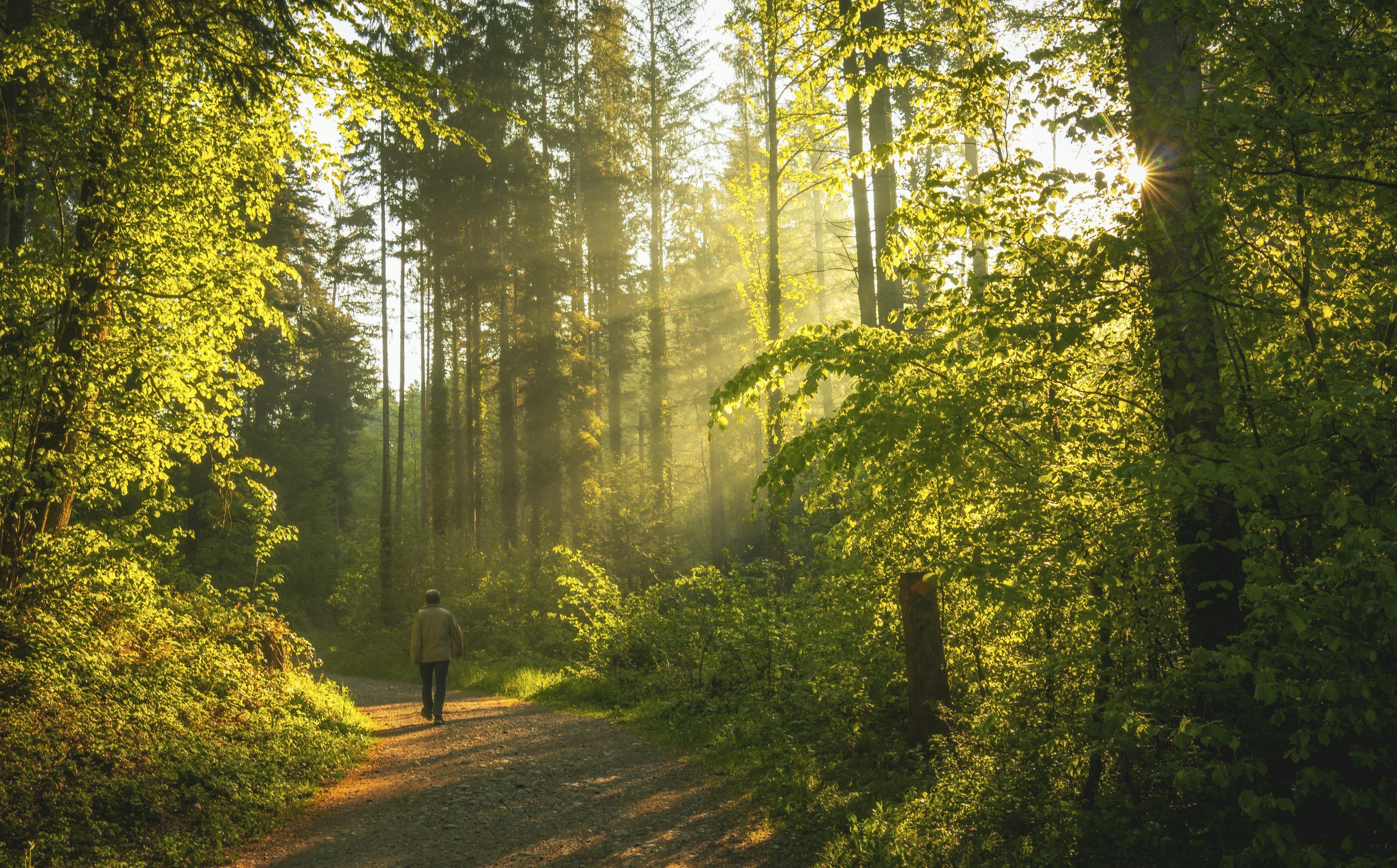 3000x1865 Forest Walk Picture. Download Free Image