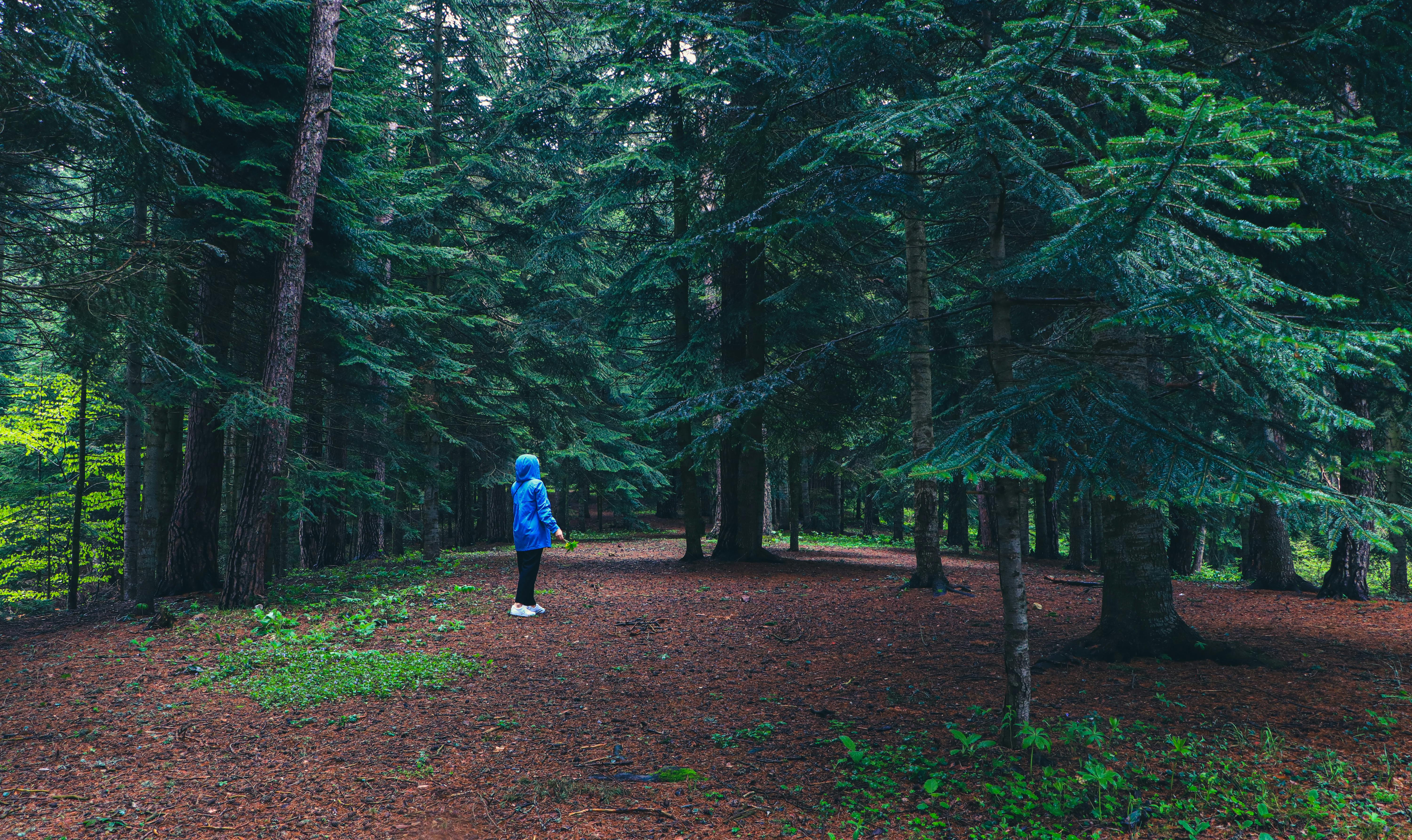 6000x3569 Person Walking Between Green Forest Trees · Free