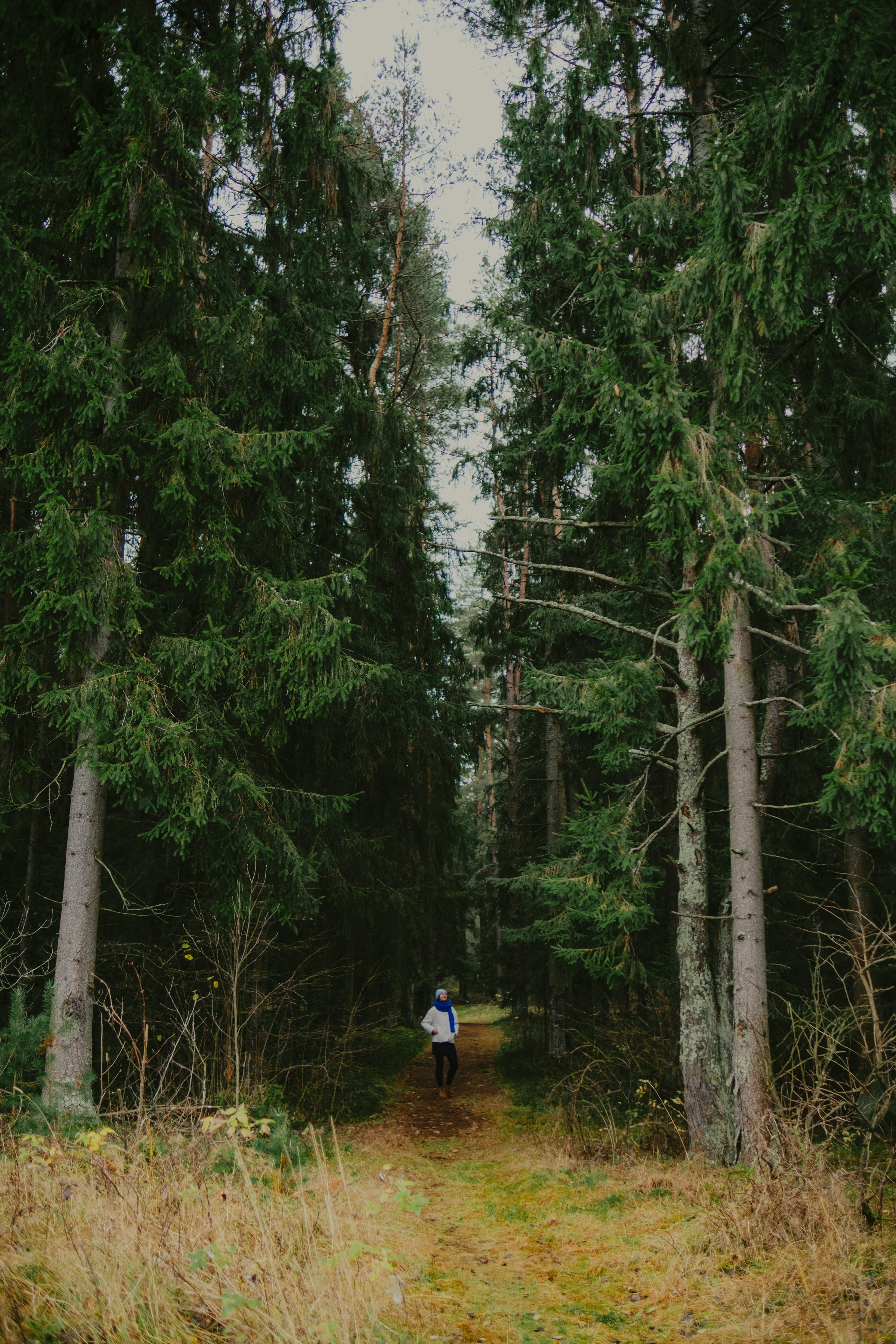 3000x4500 Person walking on a path through a dense pine forest. photo