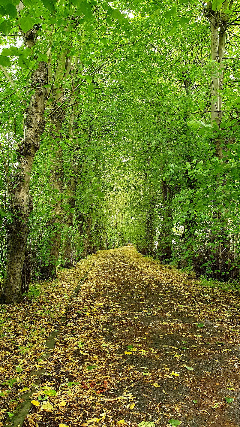 800x1422 Trees, forest, forest, green, jungle, life, natural, nature, tree, walk, HD phone wallpaper