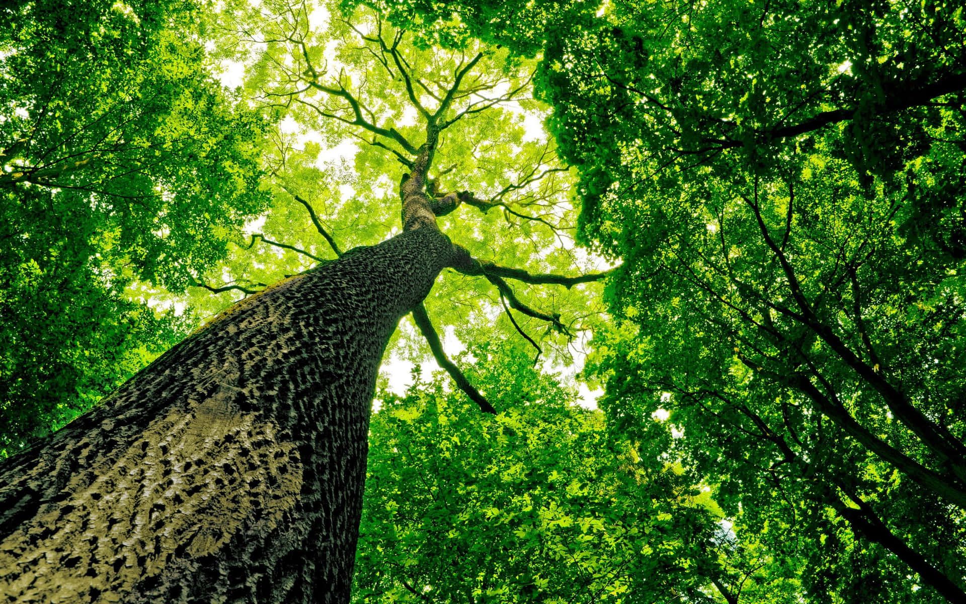 1920x1200 Trees Background
