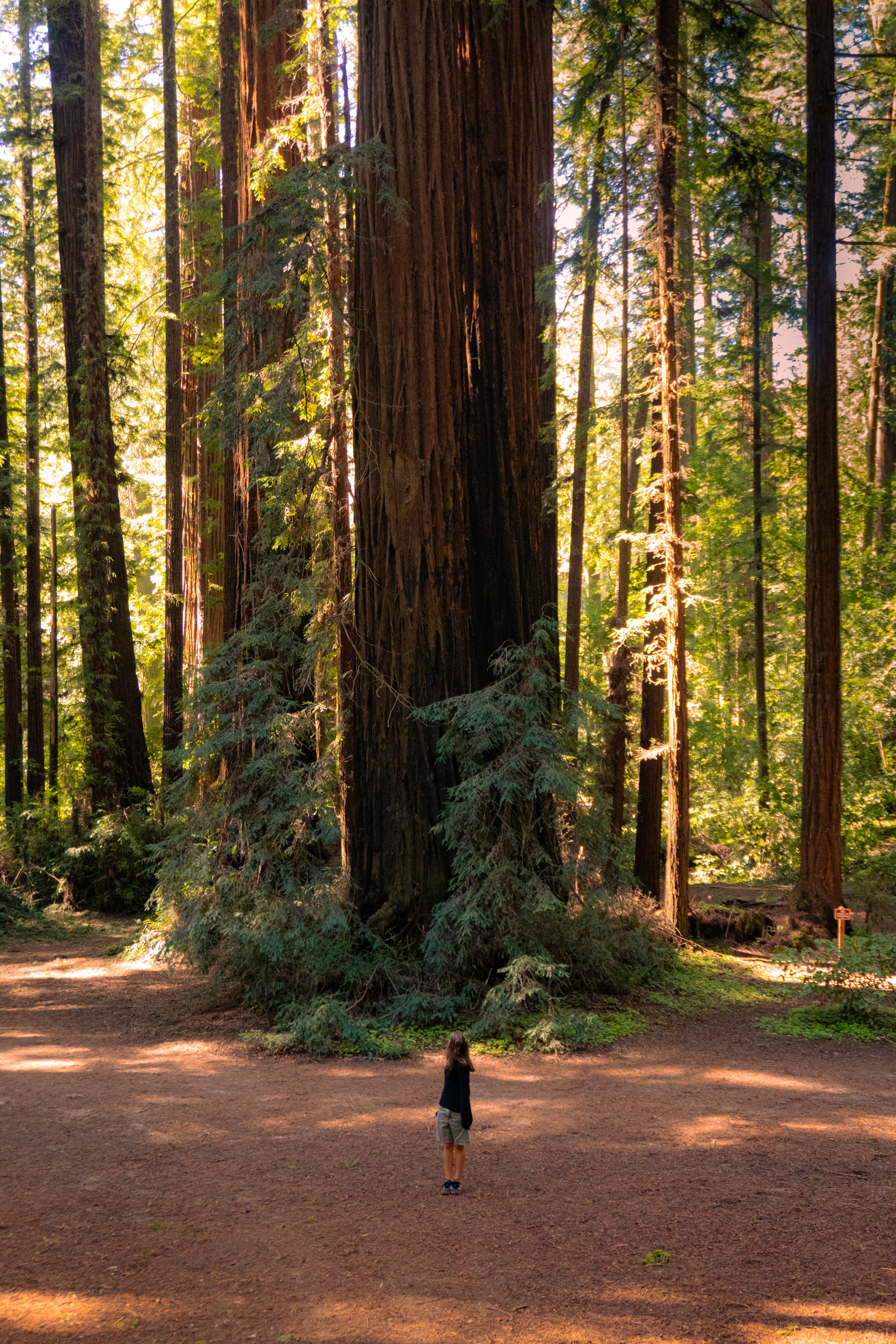 4000x6000 Stunning Redwood Forest with Towering Trees · Free