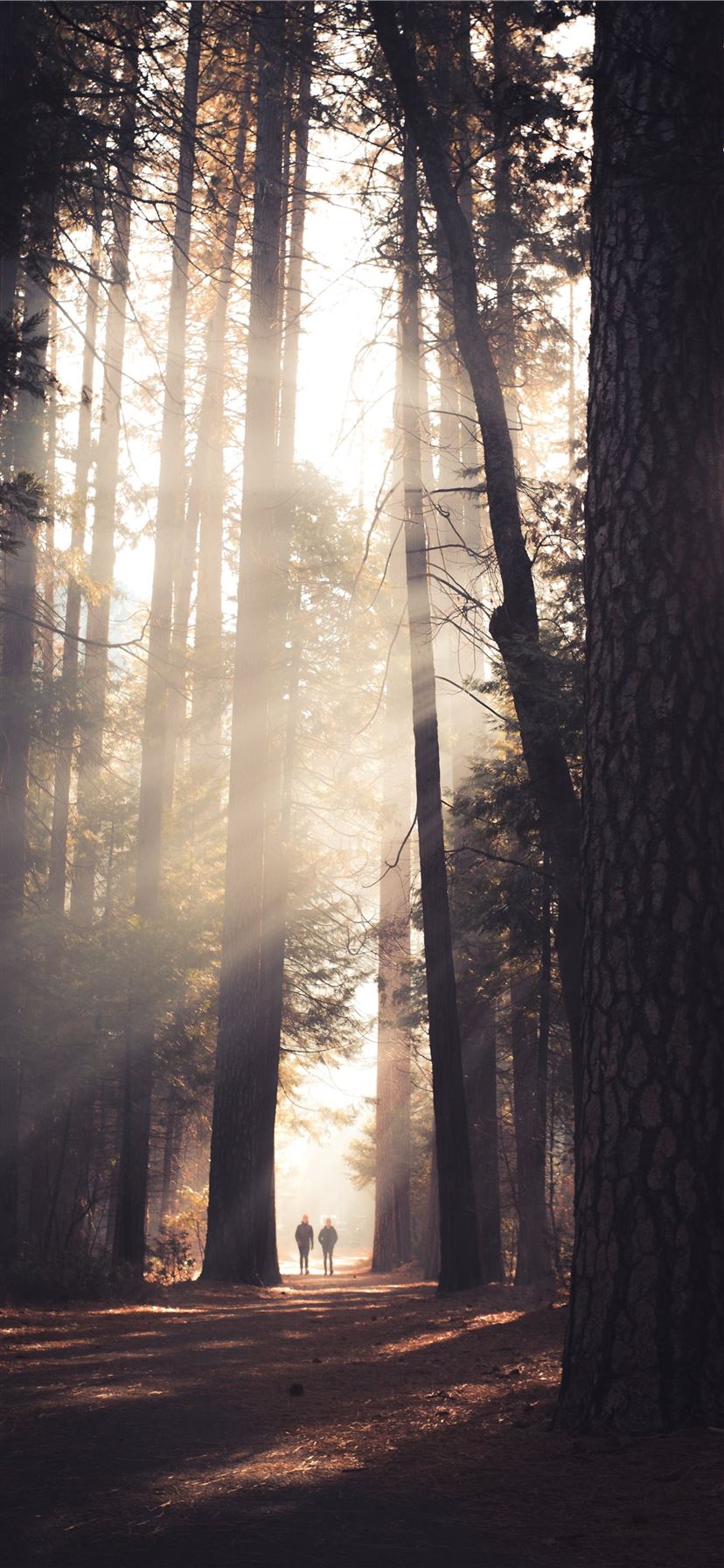 828x1792 Latest Tree iPhone 11 HD Wallpaper