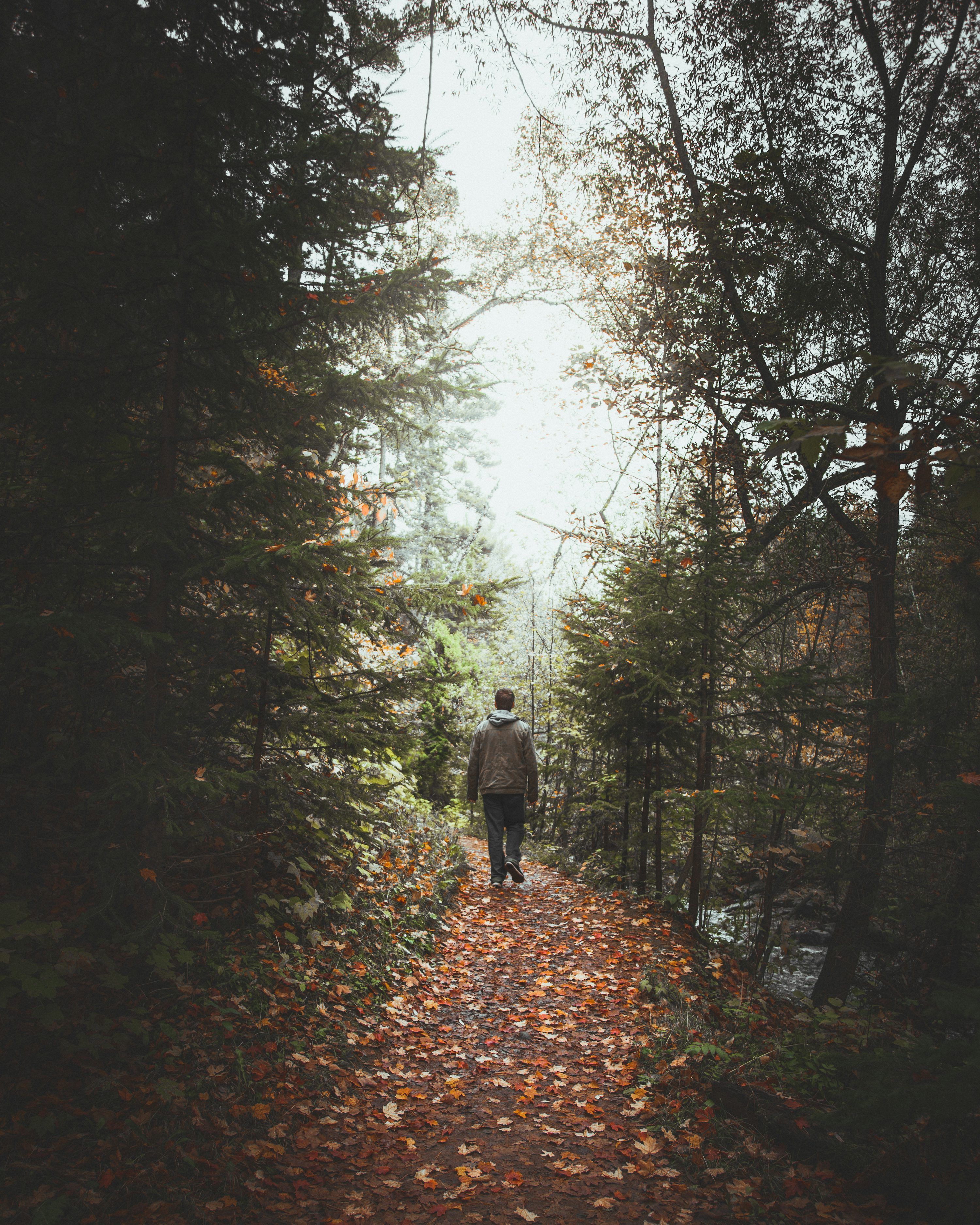 3000x3750 Man walking on pathway between trees photo