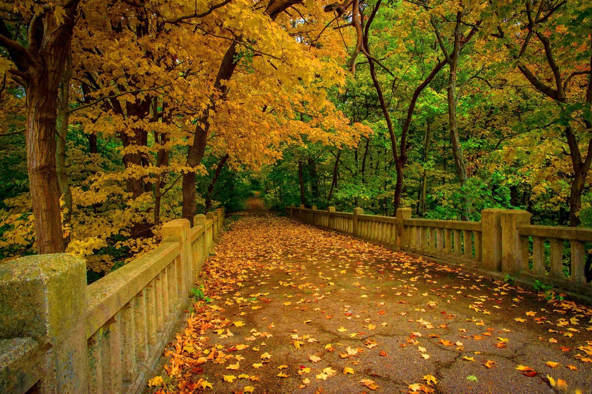 1920x1277 Golden Autumn Walk: Scenic Bridge Pathway in a Vibrant Park HD Wallpaperx1600