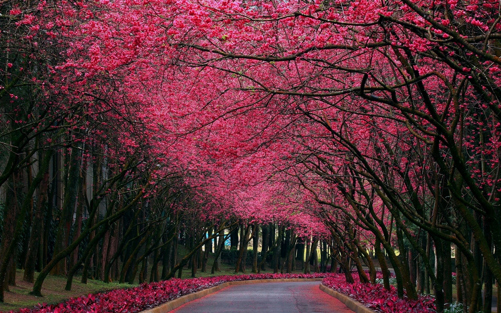 1920x1200 Sakura forest walk, nature HD wallpaper