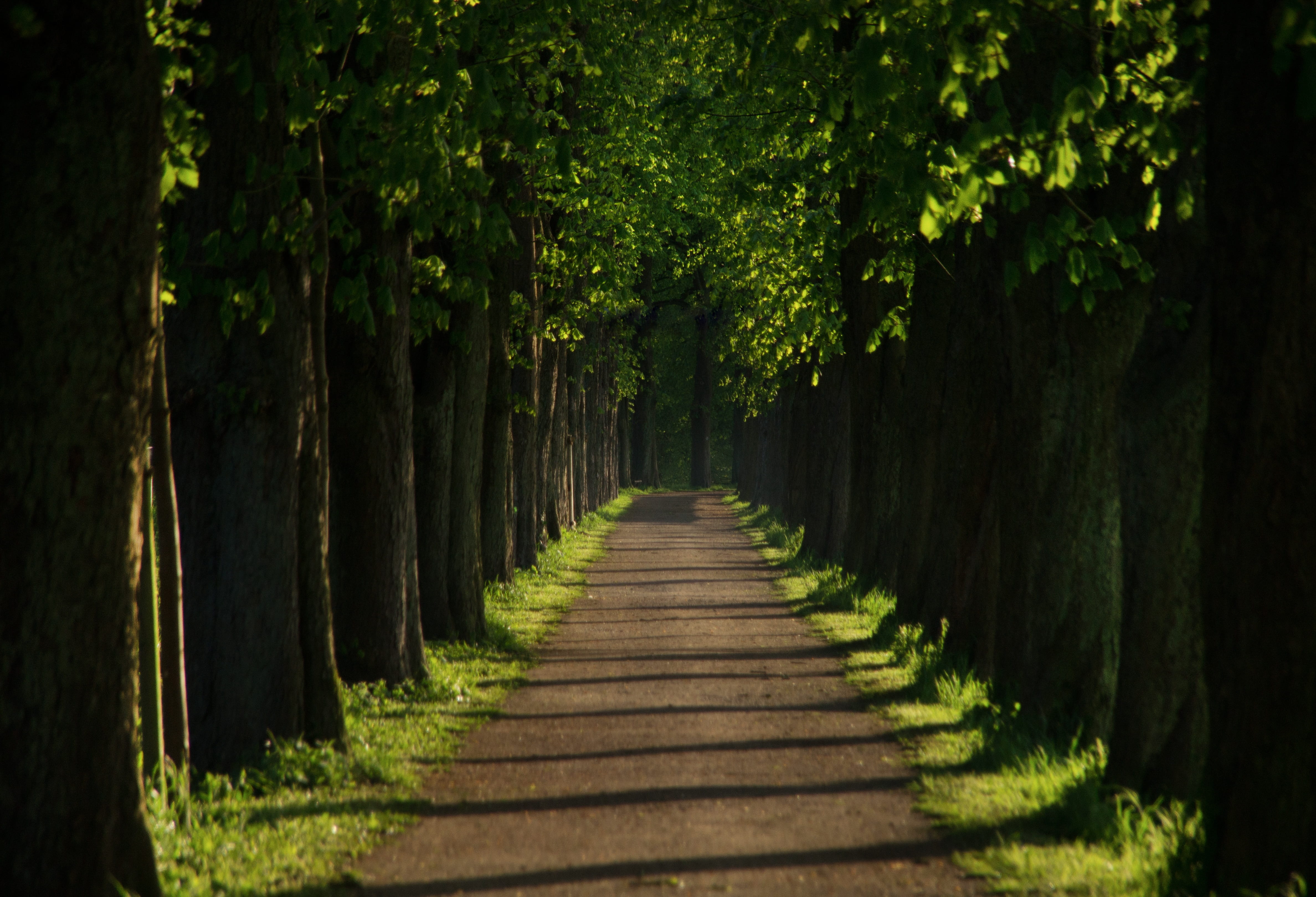 4752x3240 Royalty Free Photo: Forest Walkway During Daytime