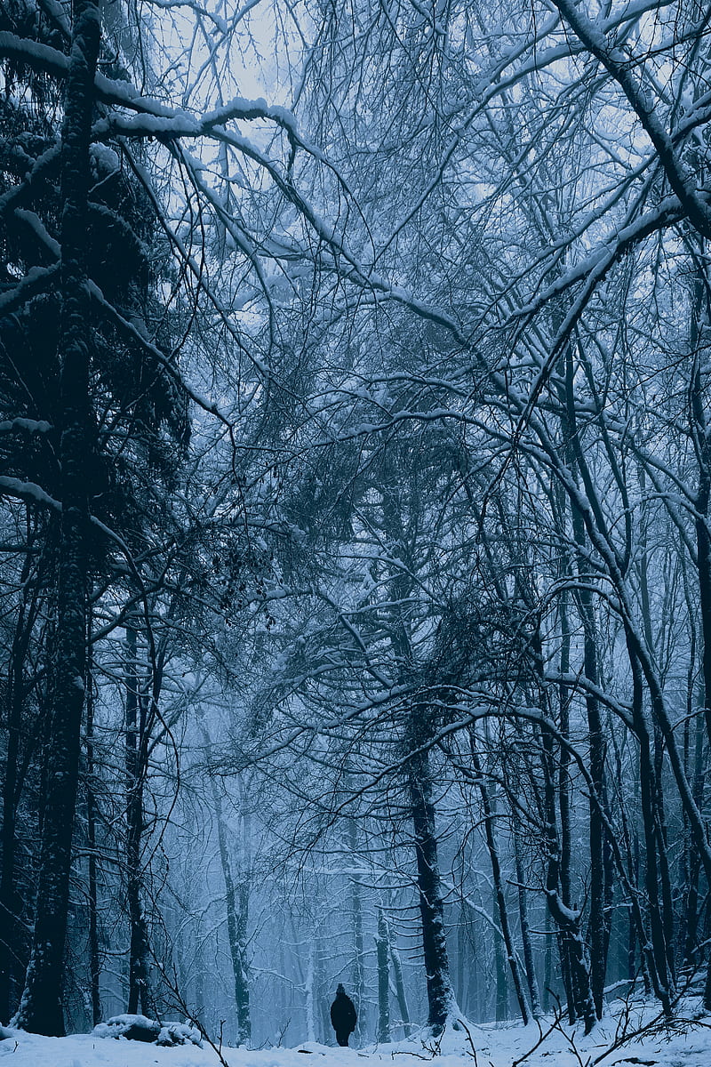 800x1200 Trees, snow, mist, lonely man, walking, winter, Nature, HD phone wallpaper